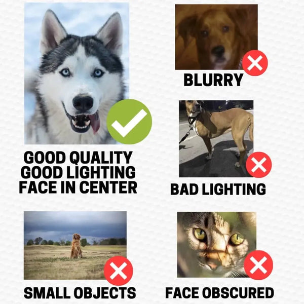 Comparison chart of good and bad photo quality with a dog as an example.